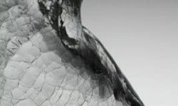 terpins.com_rochoso_6487f_m-scaled-267x400